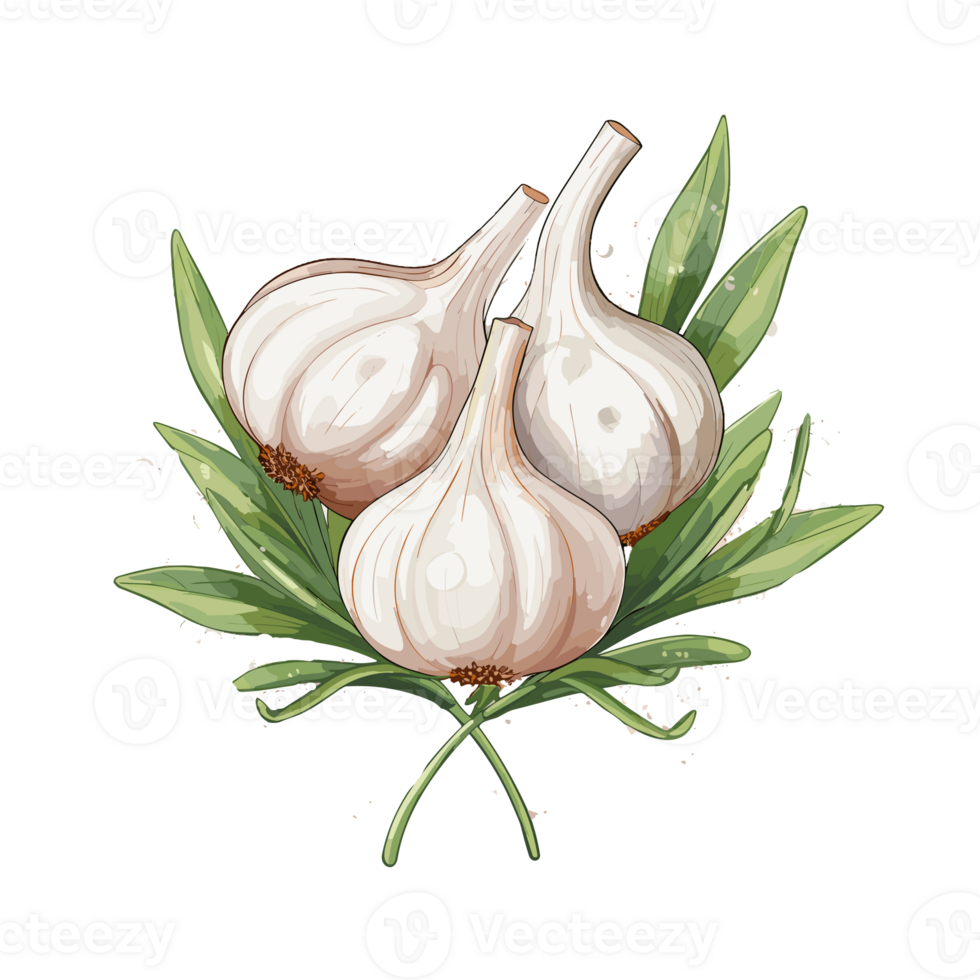 Garlic watercolor illustration, Vegetable isolated on transparent background, AI Generative png