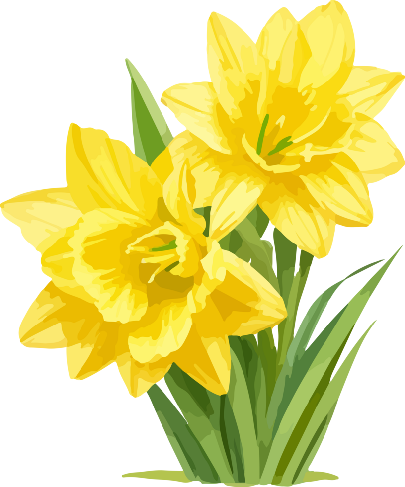 A Daffodil Flower Clip Art Watercolor with AI Generative png