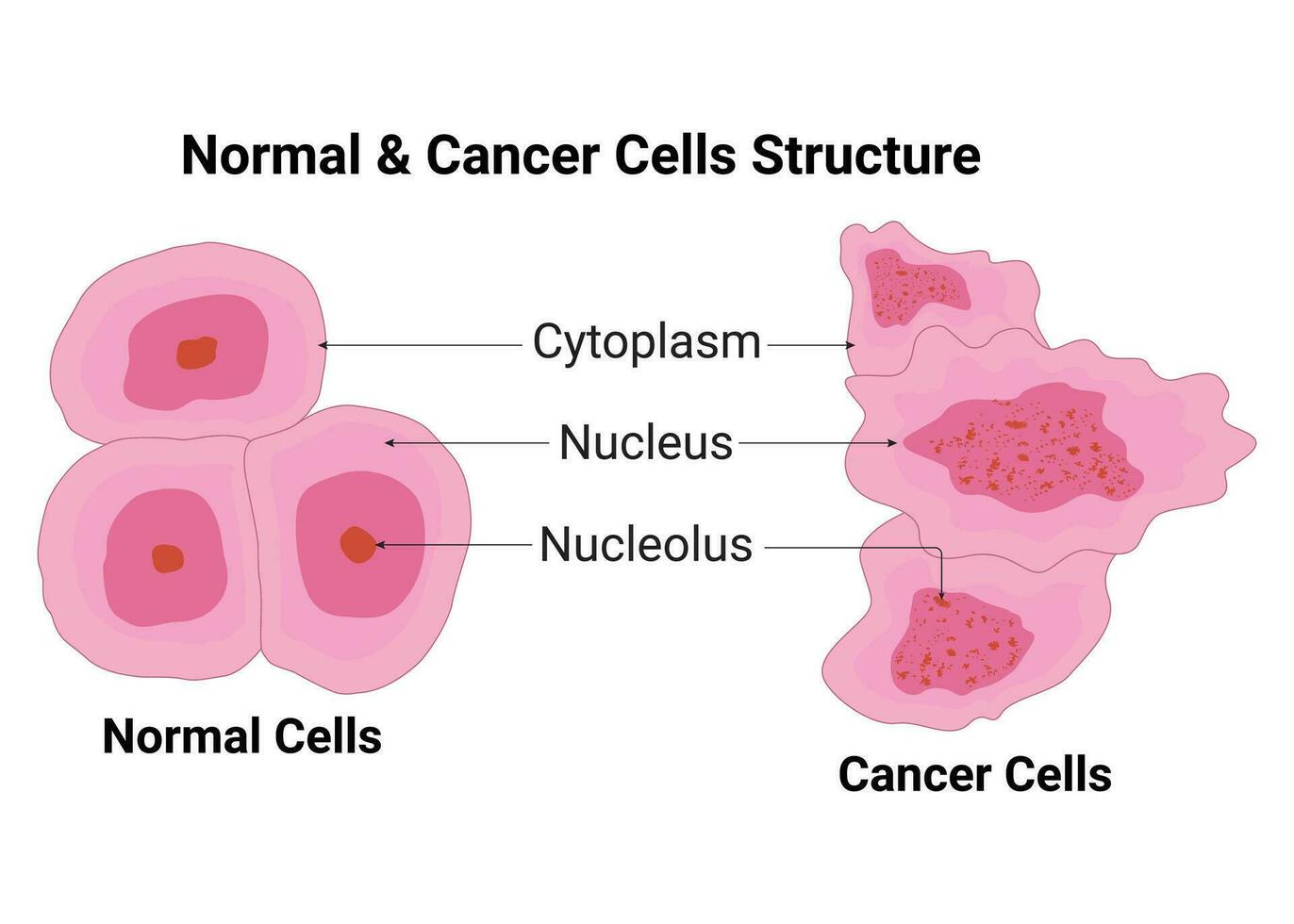 normal célula y cáncer célula estructura vector ilustración