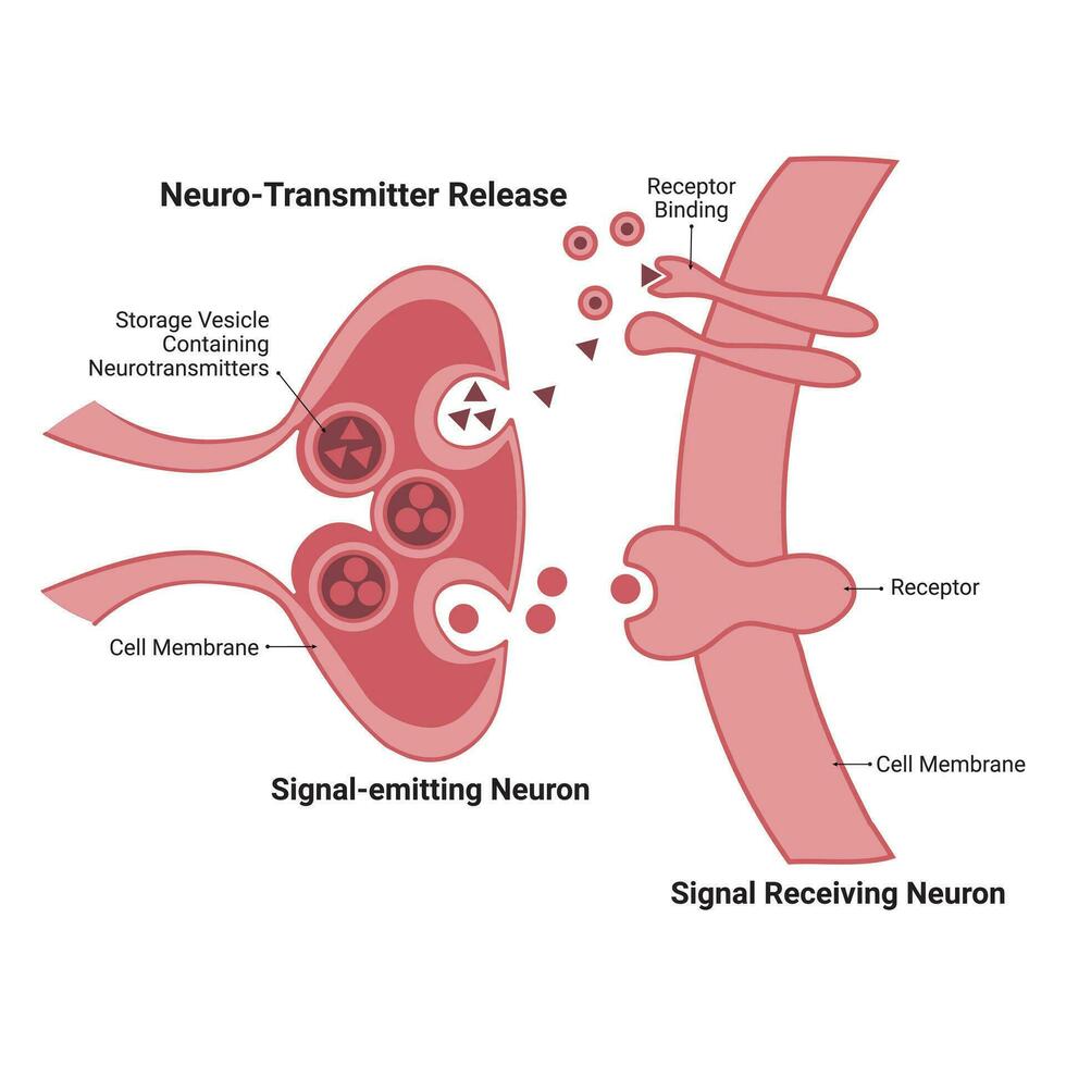 Neuron Stractur Science Design Illustration vector