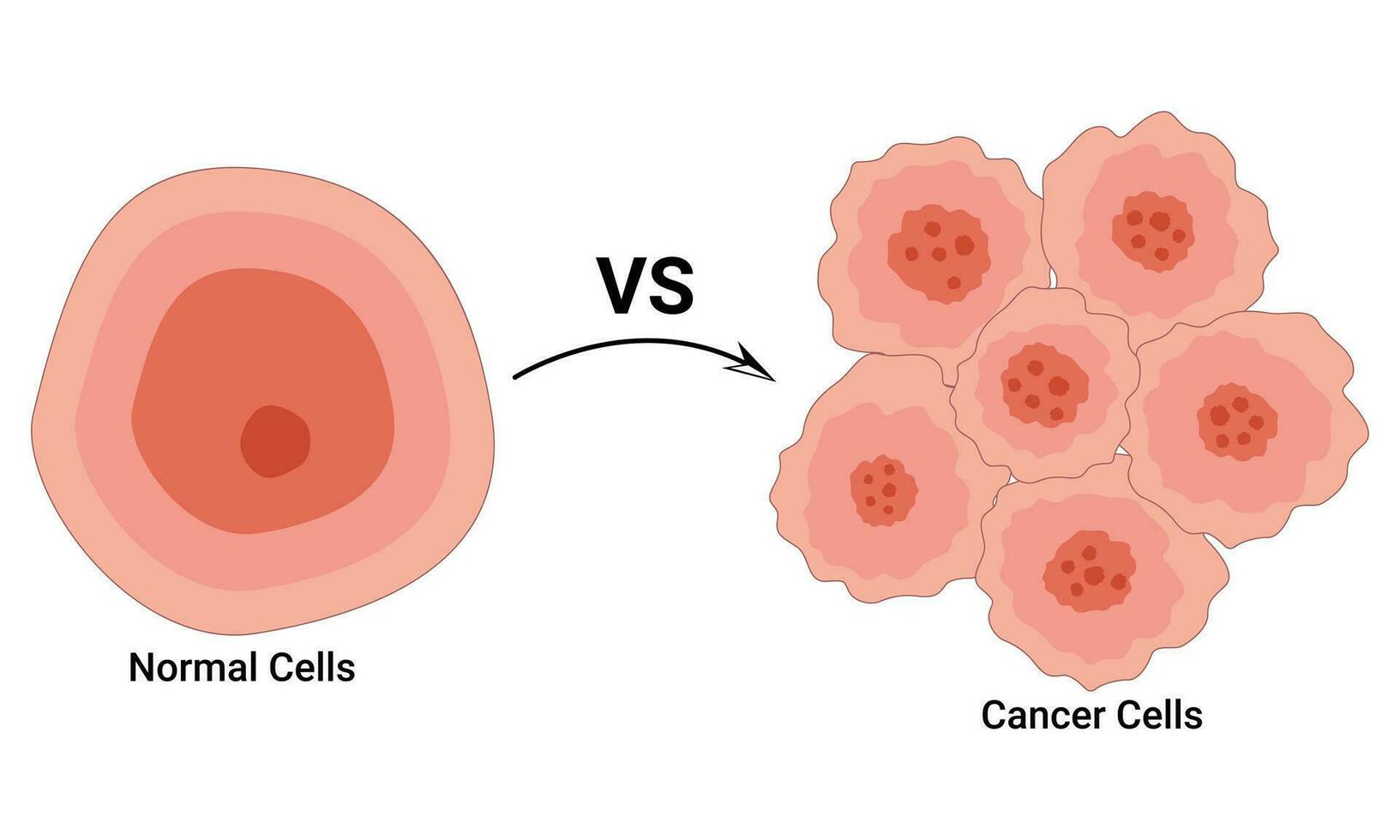 Normal Cell and Cancer Cell Design Vector Illustration