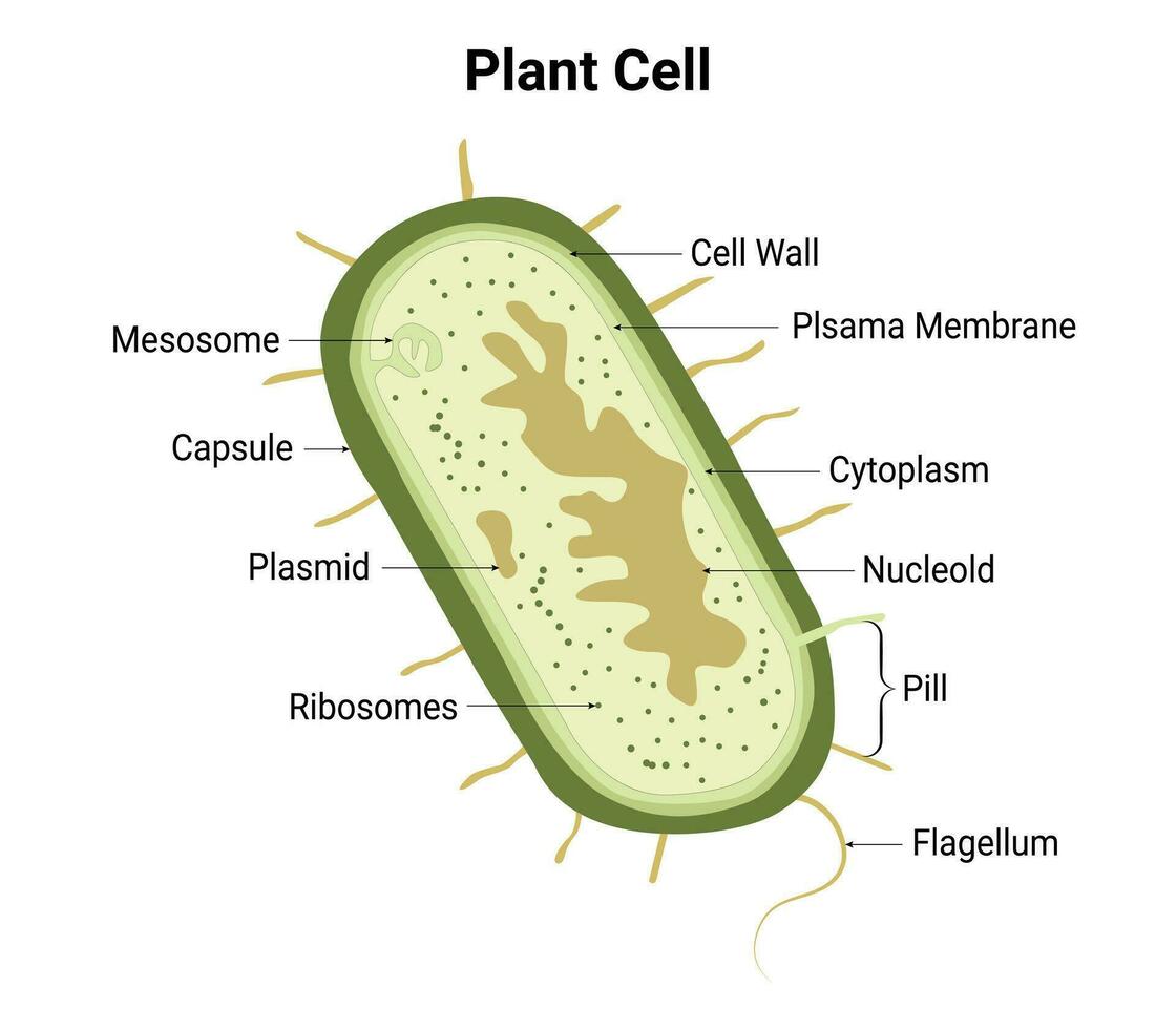 planta célula diseño vector ilustración