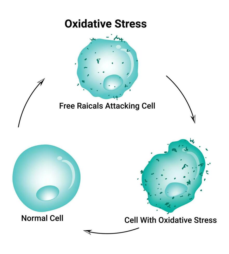 Oxidative stress diagram vector illustration design