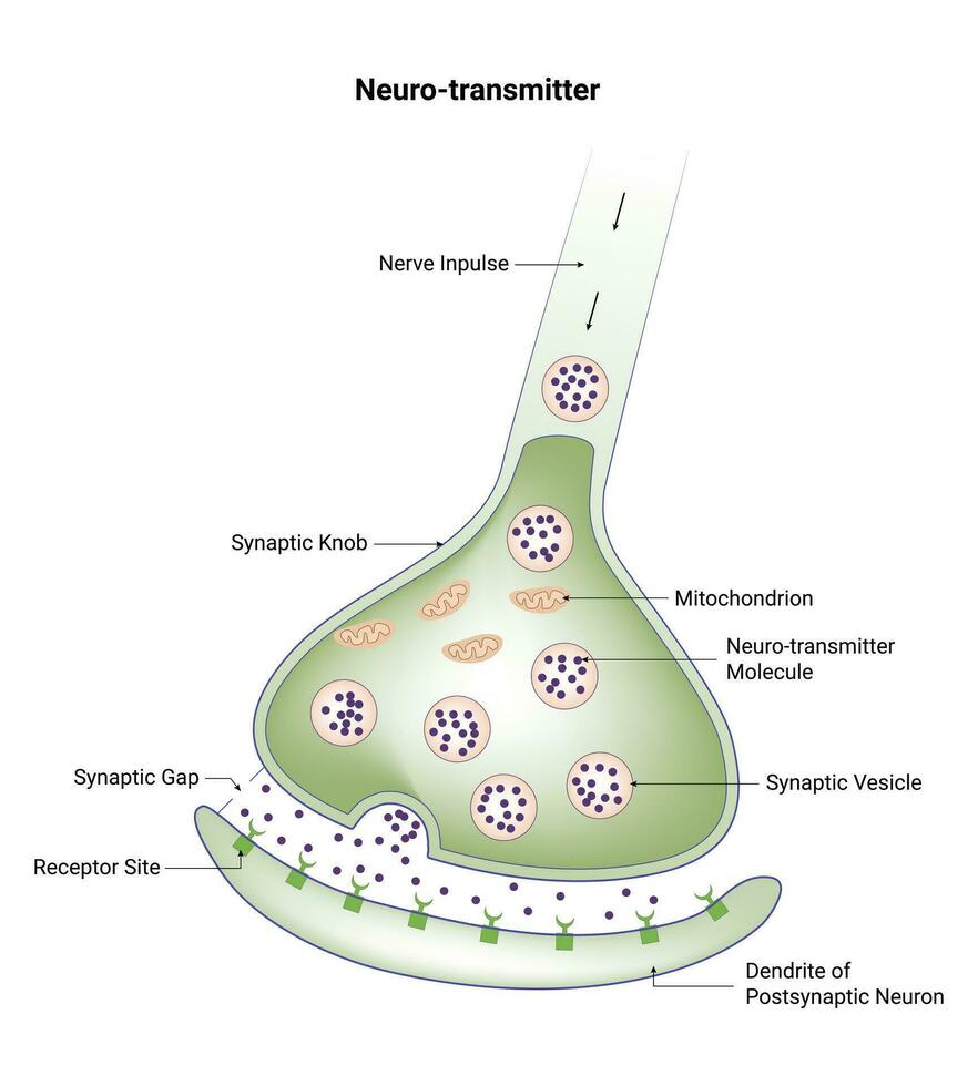 Neuro-Transmitter Vector Design Illustration