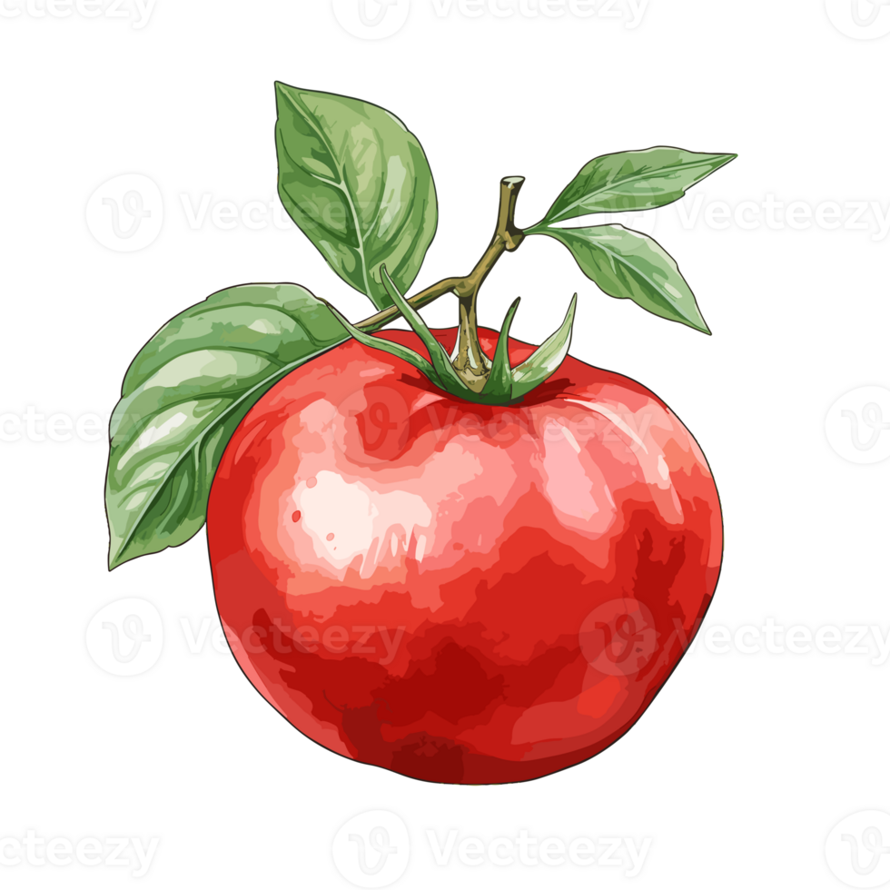 Tomato watercolor illustration, Vegetable isolated on transparent background, AI Generative png