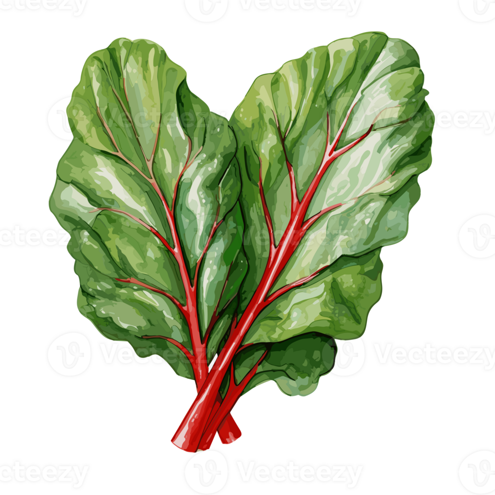 Swiss Chard watercolor illustration, Vegetable isolated on transparent background, AI Generative png