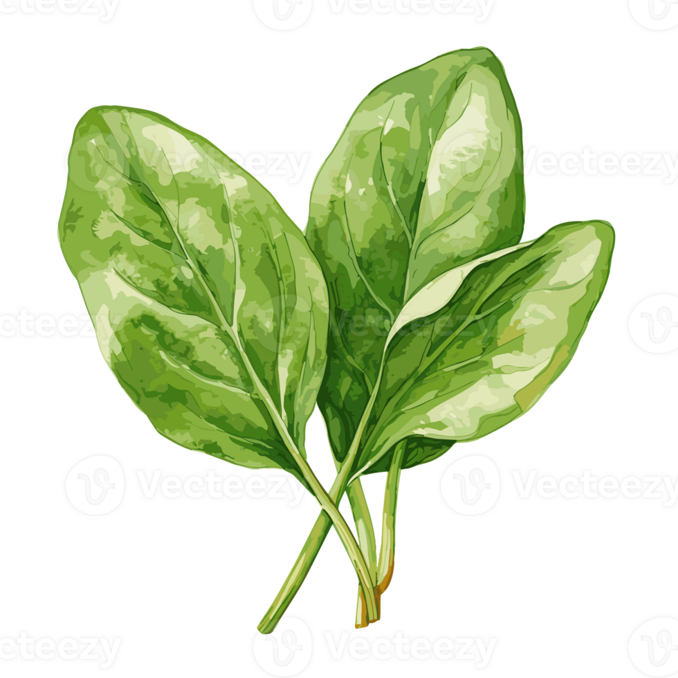 Spinach watercolor illustration, Vegetable isolated on transparent background, AI Generative png