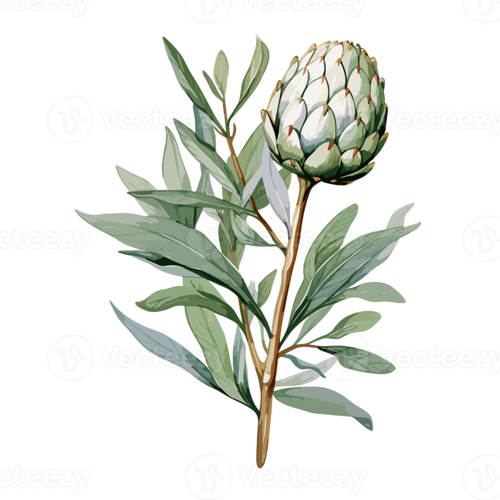 Artichoke watercolor illustration, Vegetable isolated on transparent background, AI Generative png