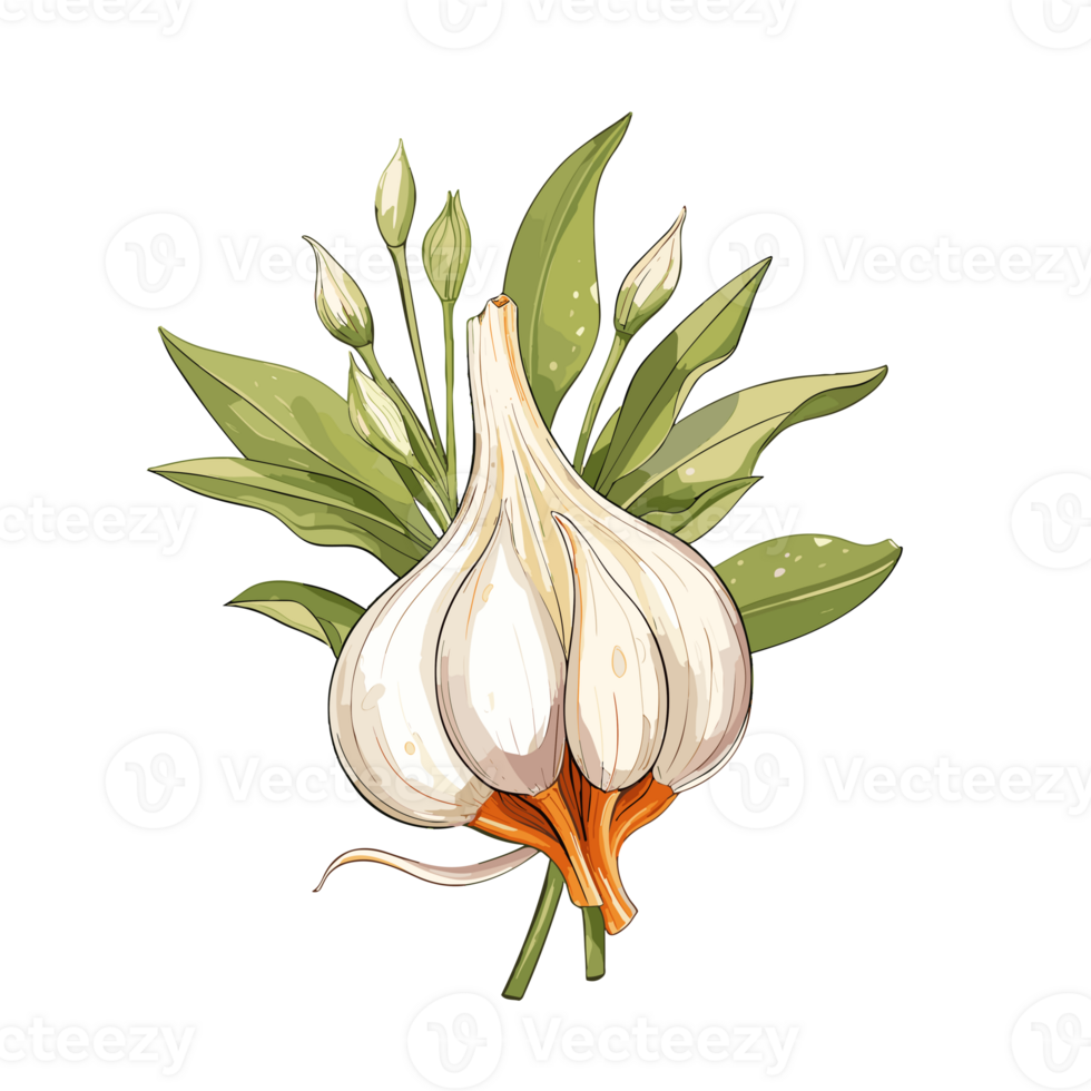 Garlic watercolor illustration, Vegetable isolated on transparent background, AI Generative png