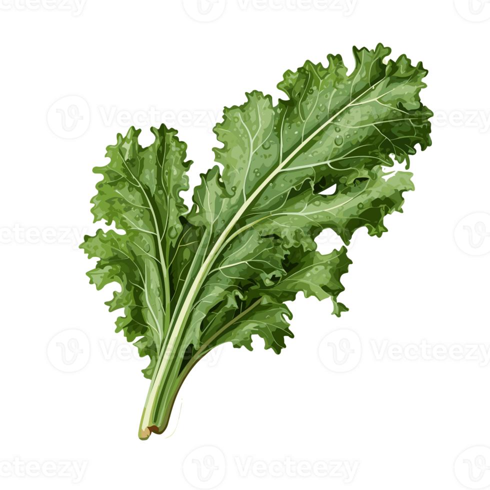 Kale watercolor illustration, Vegetable isolated on transparent background, AI Generative png