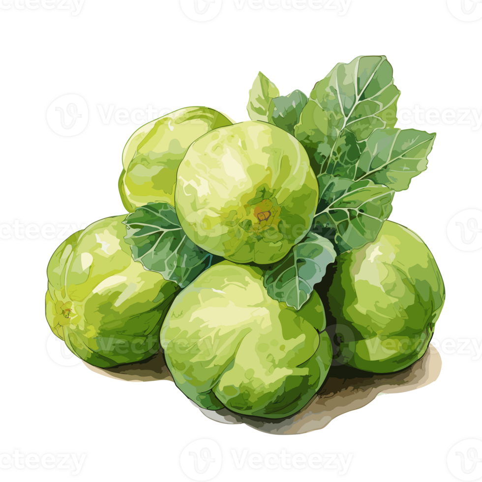 Brussels Sprouts watercolor illustration, Vegetable isolated on transparent background, AI Generative png