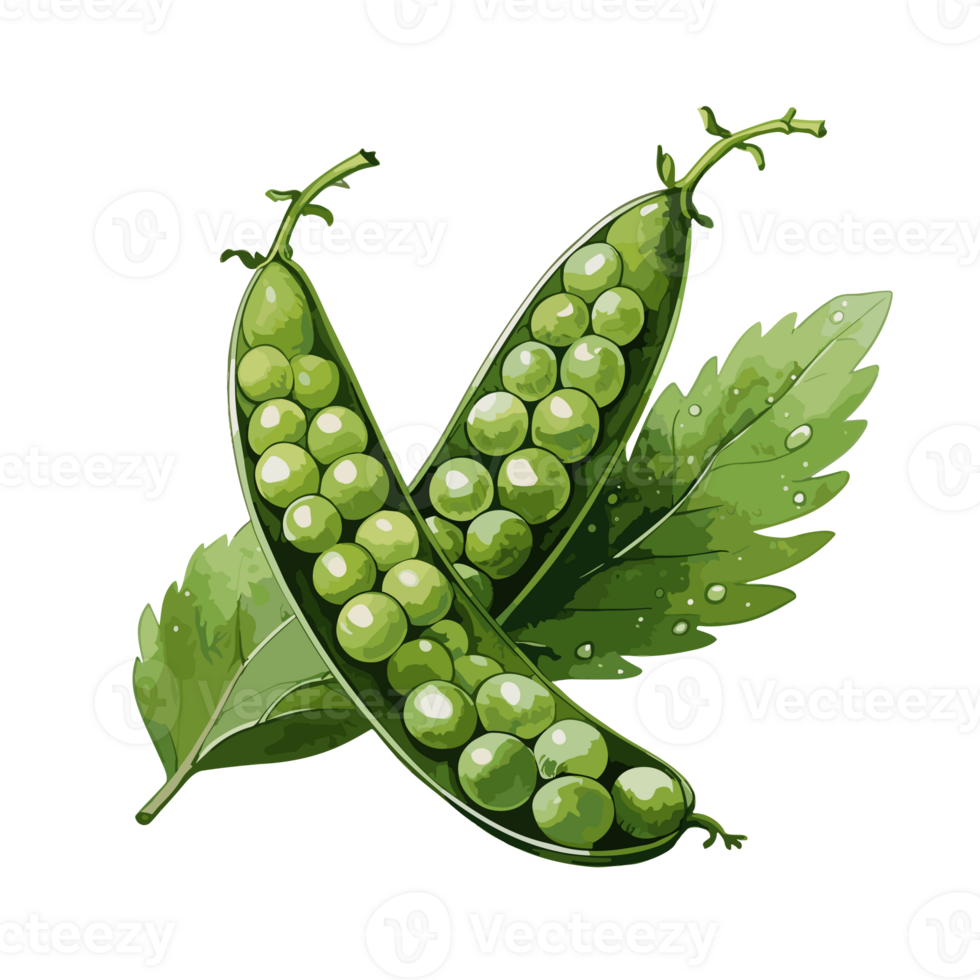Peas watercolor illustration, Vegetable isolated on transparent background, AI Generative png