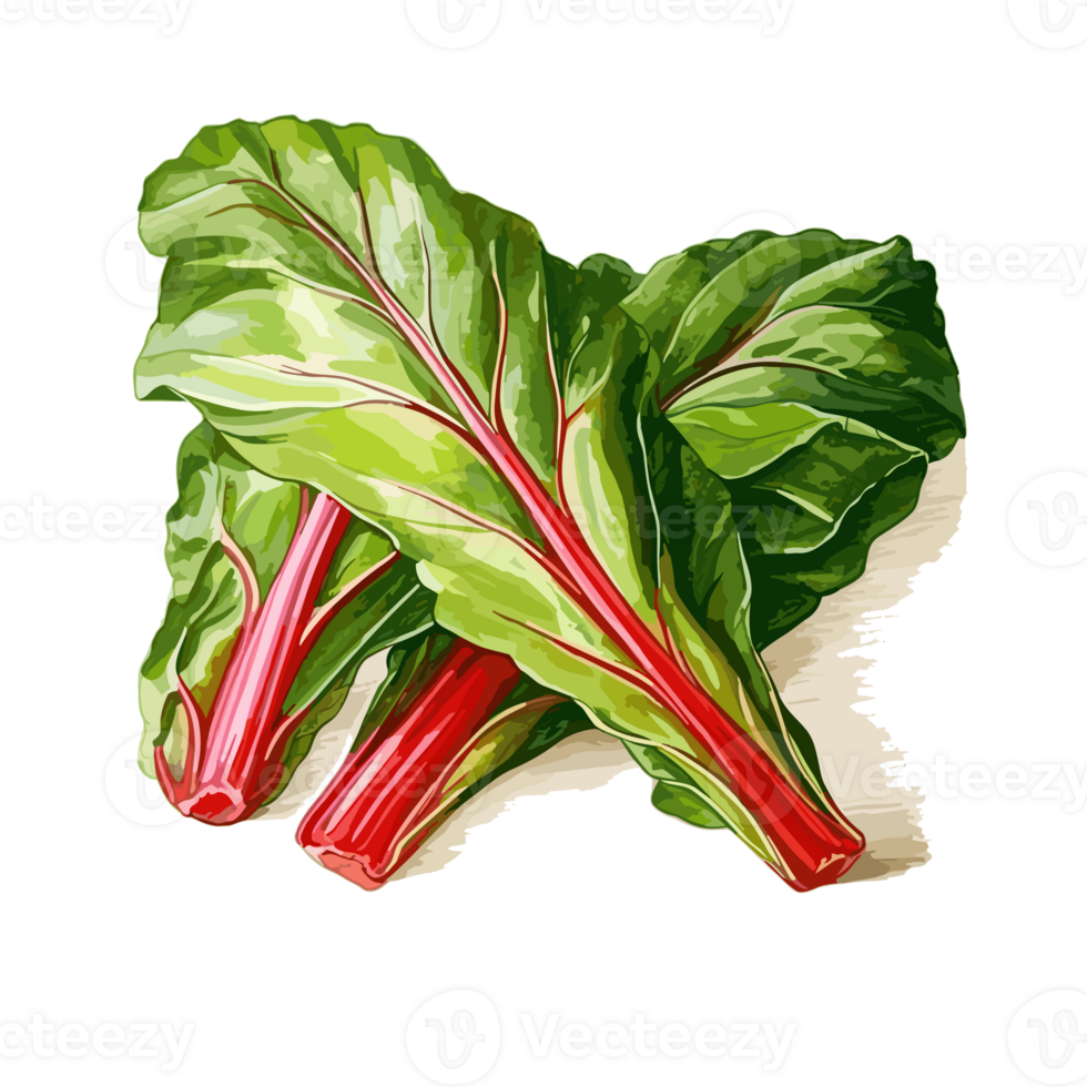 Swiss Chard watercolor illustration, Vegetable isolated on transparent background, AI Generative png