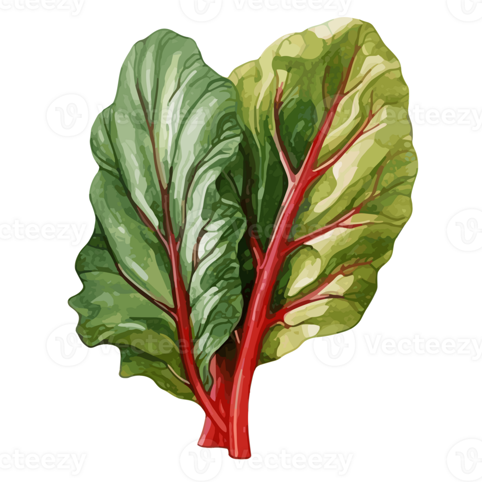 Swiss Chard watercolor illustration, Vegetable isolated on transparent background, AI Generative png