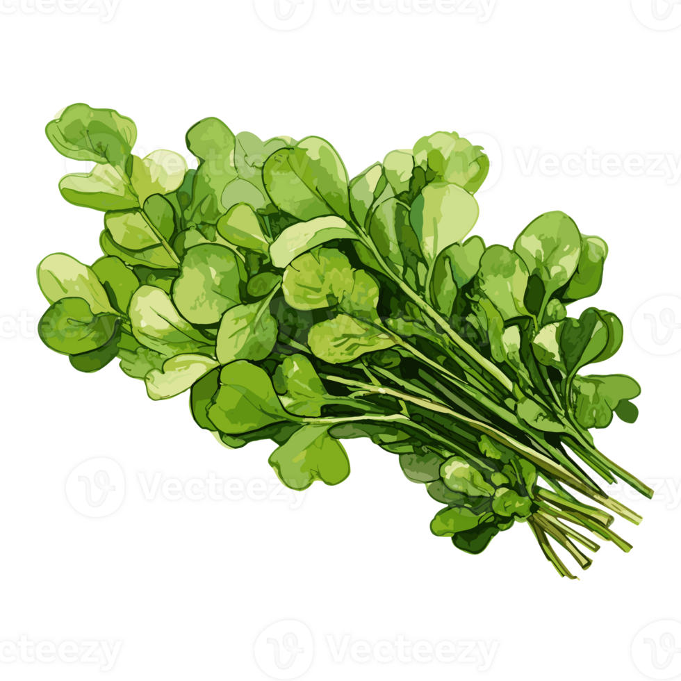 Watercress watercolor illustration, Vegetable isolated on transparent background, AI Generative png