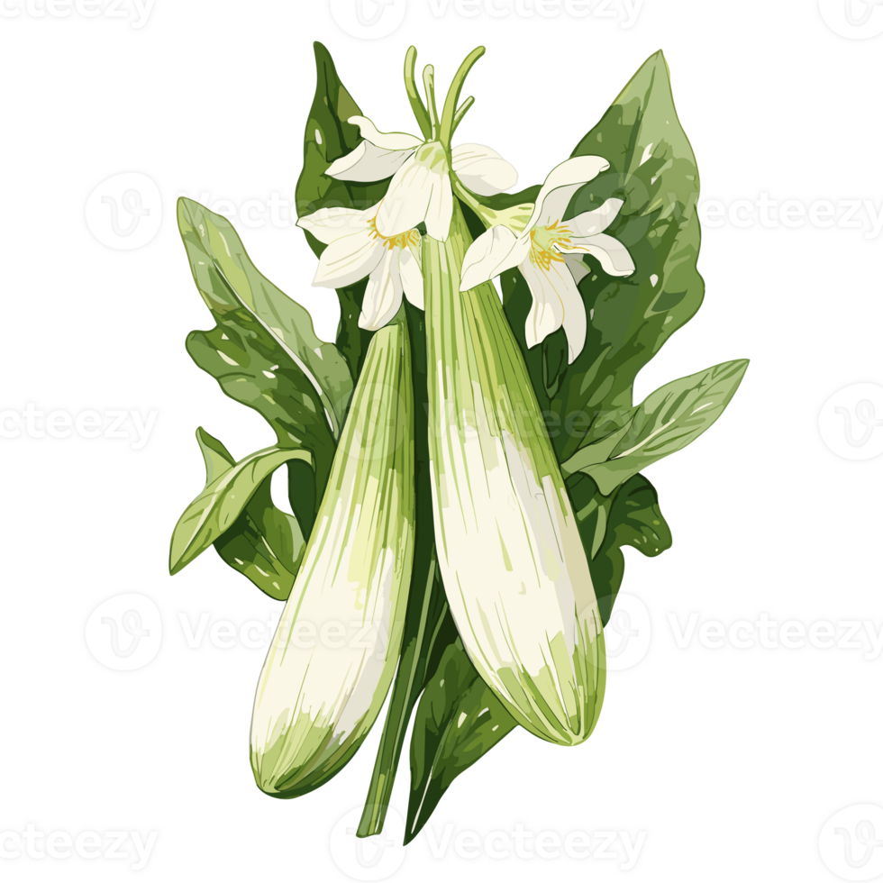 Zucchini watercolor illustration, Vegetable isolated on transparent background, AI Generative png