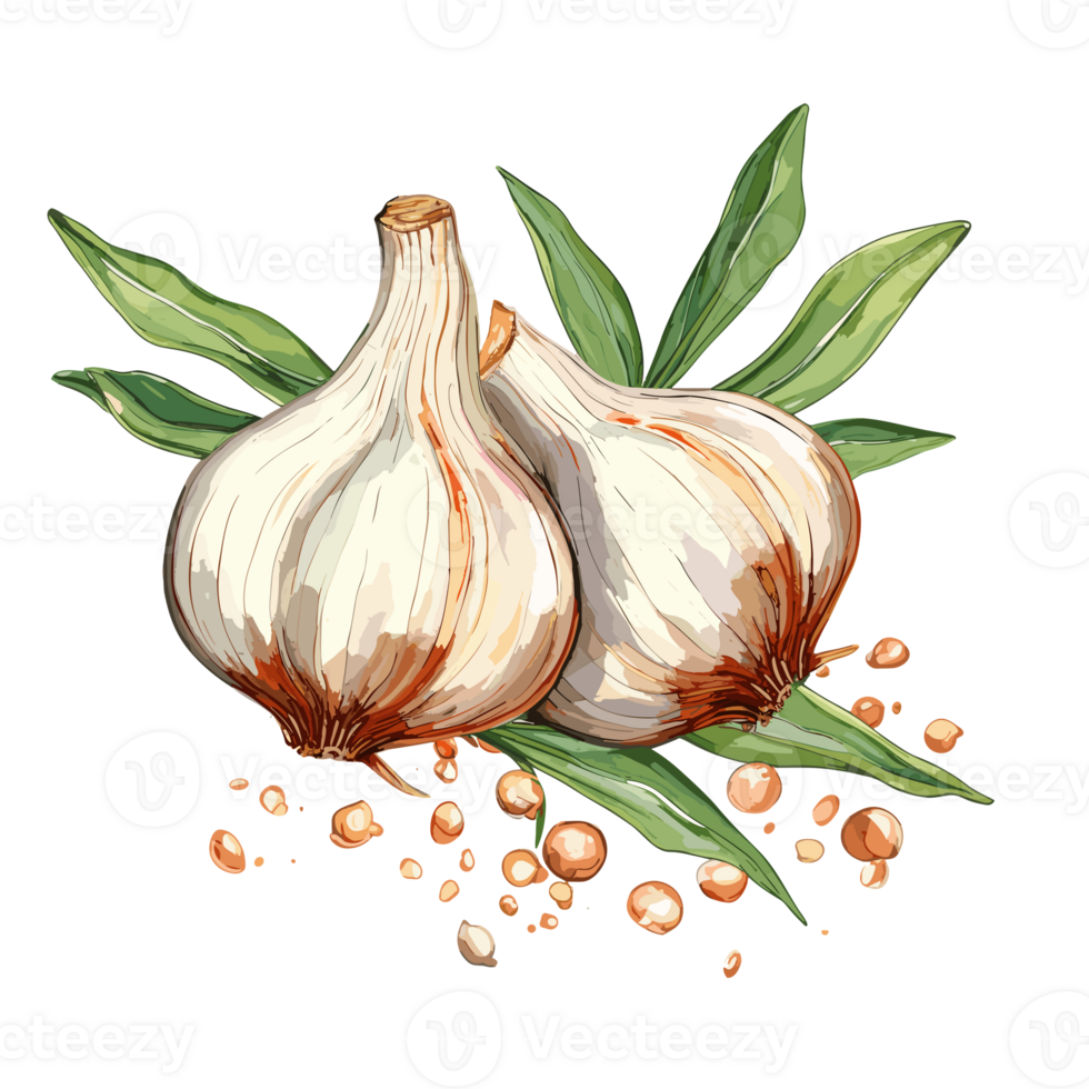 Garlic watercolor illustration, Vegetable isolated on transparent background, AI Generative png