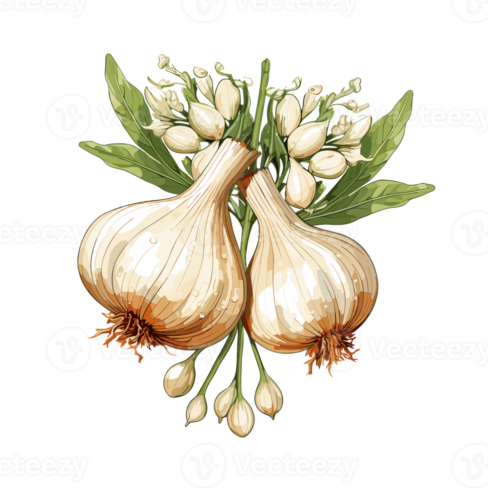 Garlic watercolor illustration, Vegetable isolated on transparent background, AI Generative png