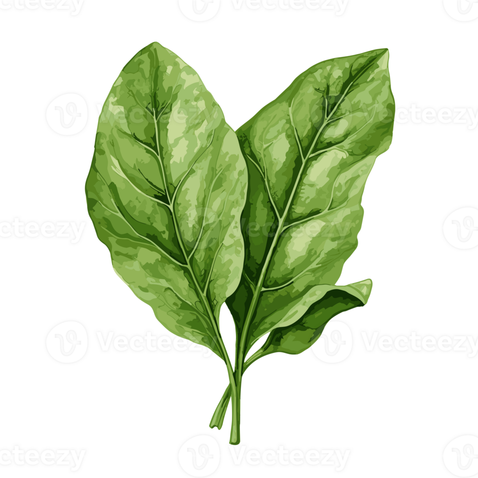Spinach watercolor illustration, Vegetable isolated on transparent background, AI Generative png