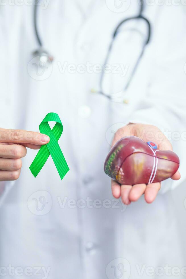 médico con verde cinta y humano hígado anatomía modelo. hígado cáncer octubre conciencia mes, tumor, ictericia, virus hepatitis, cirrosis, falla, engrandecido, hepático encefalopatía, y salud concepto foto