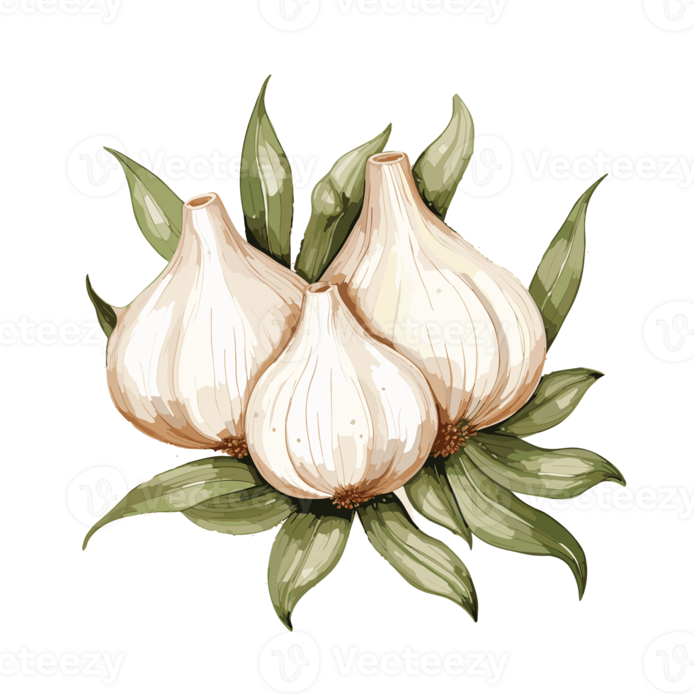 Garlic watercolor illustration, Vegetable isolated on transparent background, AI Generative png