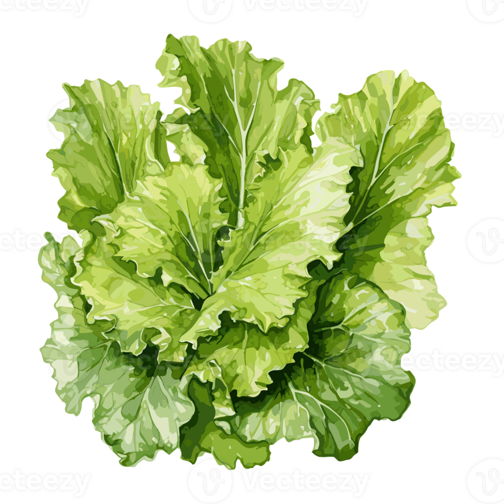 Lettuce watercolor illustration, Vegetable isolated on transparent background, AI Generative png