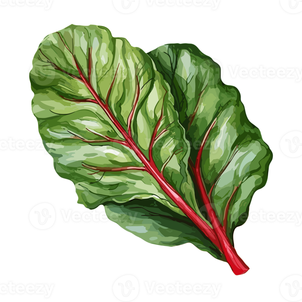 Swiss Chard watercolor illustration, Vegetable isolated on transparent background, AI Generative png
