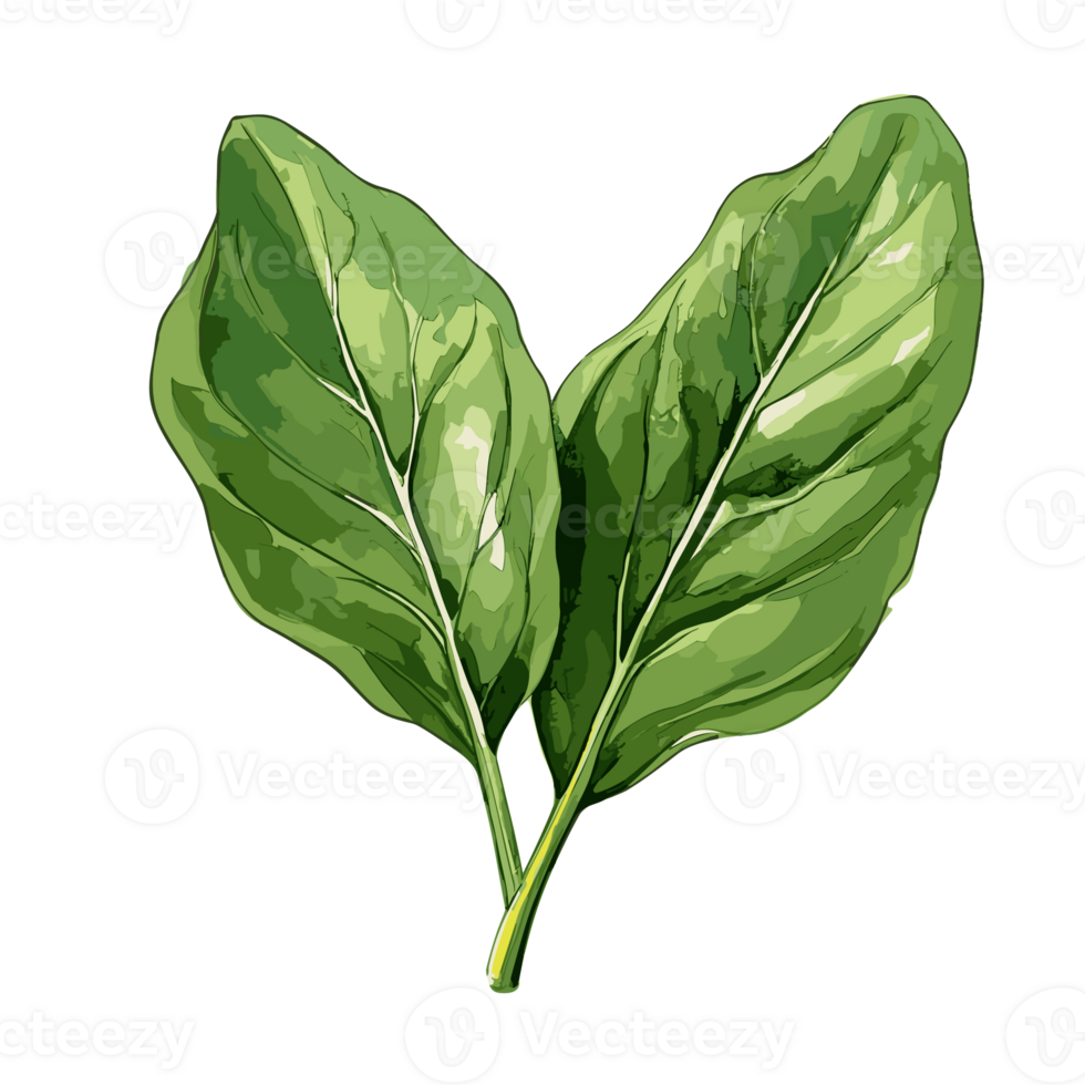 Spinach watercolor illustration, Vegetable isolated on transparent background, AI Generative png