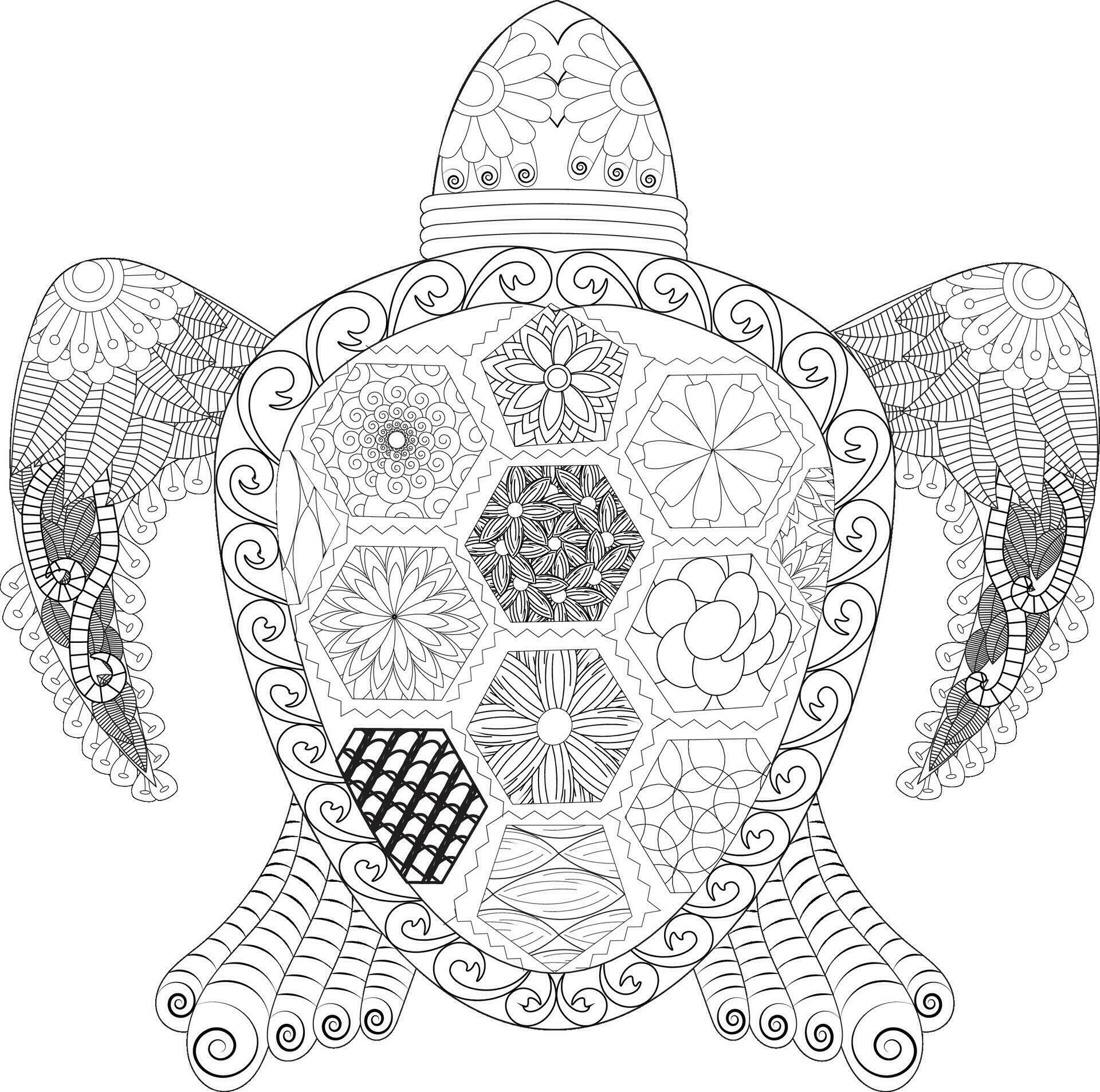 The turtle Coloring Page for Adult. 28021006 Vector Art at Vecteezy