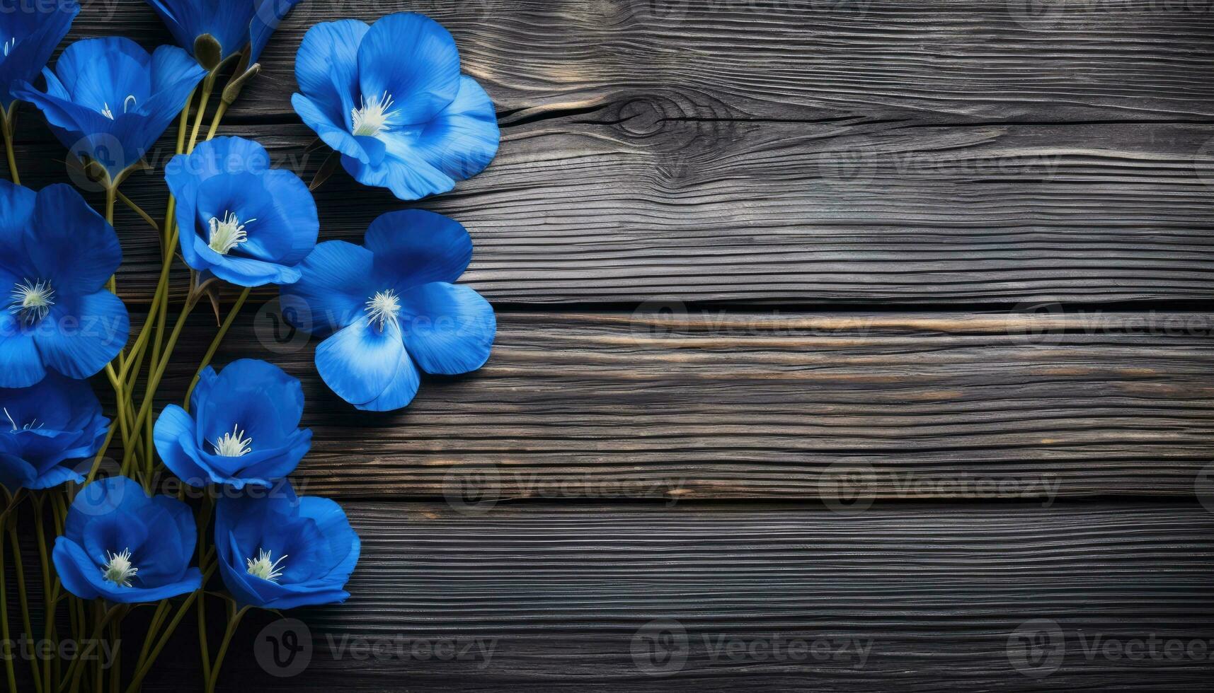 Blue flowers on a black wooden background. Copy space. Top view. photo