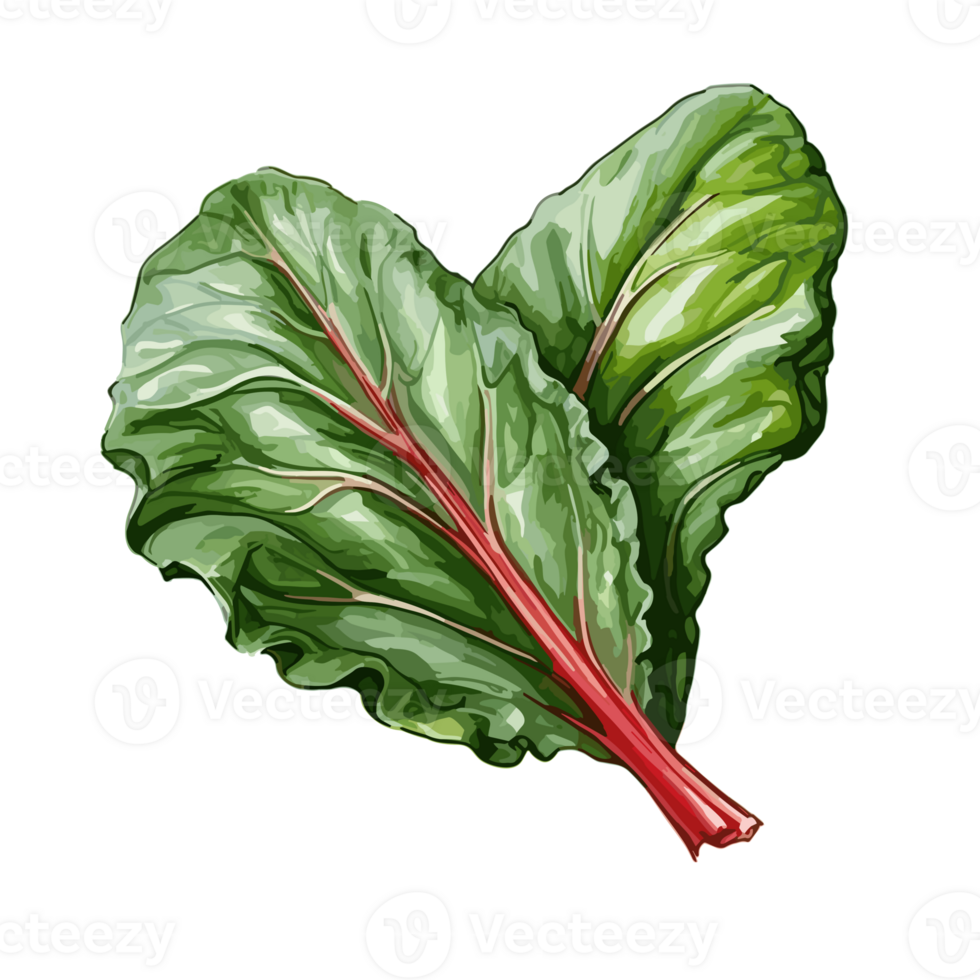 Swiss Chard watercolor illustration, Vegetable isolated on transparent background, AI Generative png