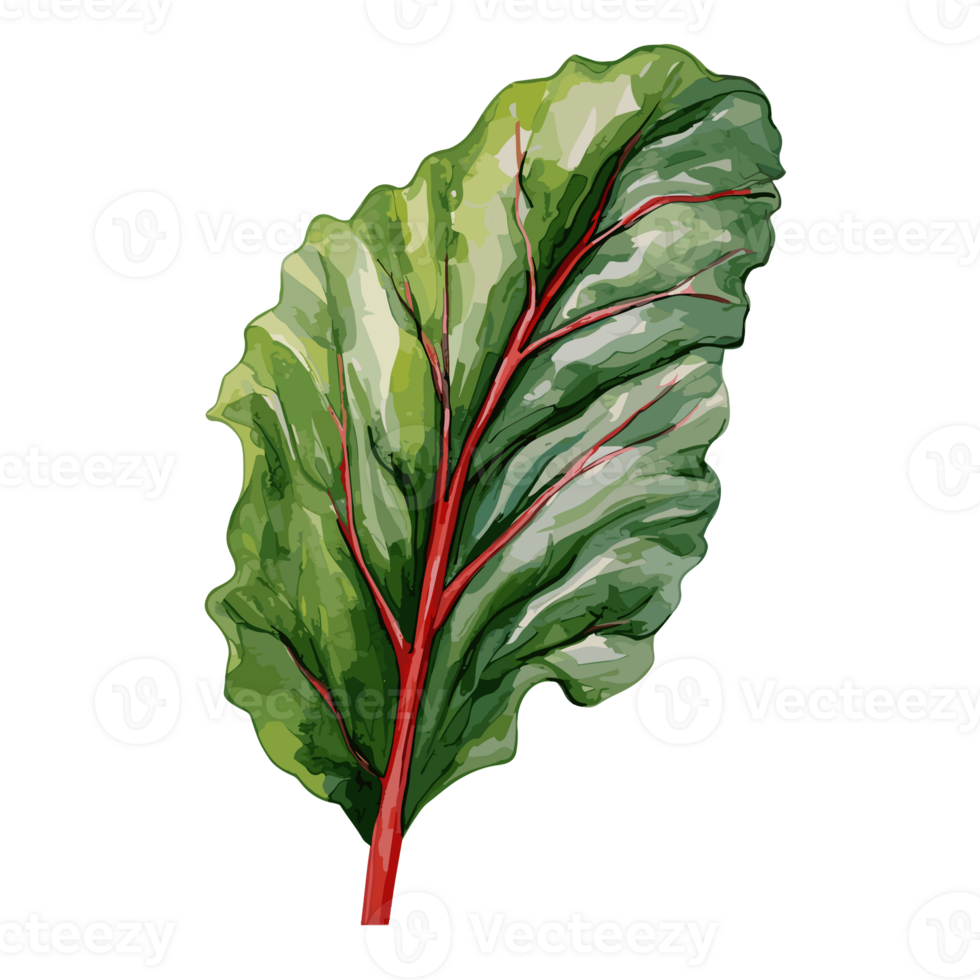 Swiss Chard watercolor illustration, Vegetable isolated on transparent background, AI Generative png