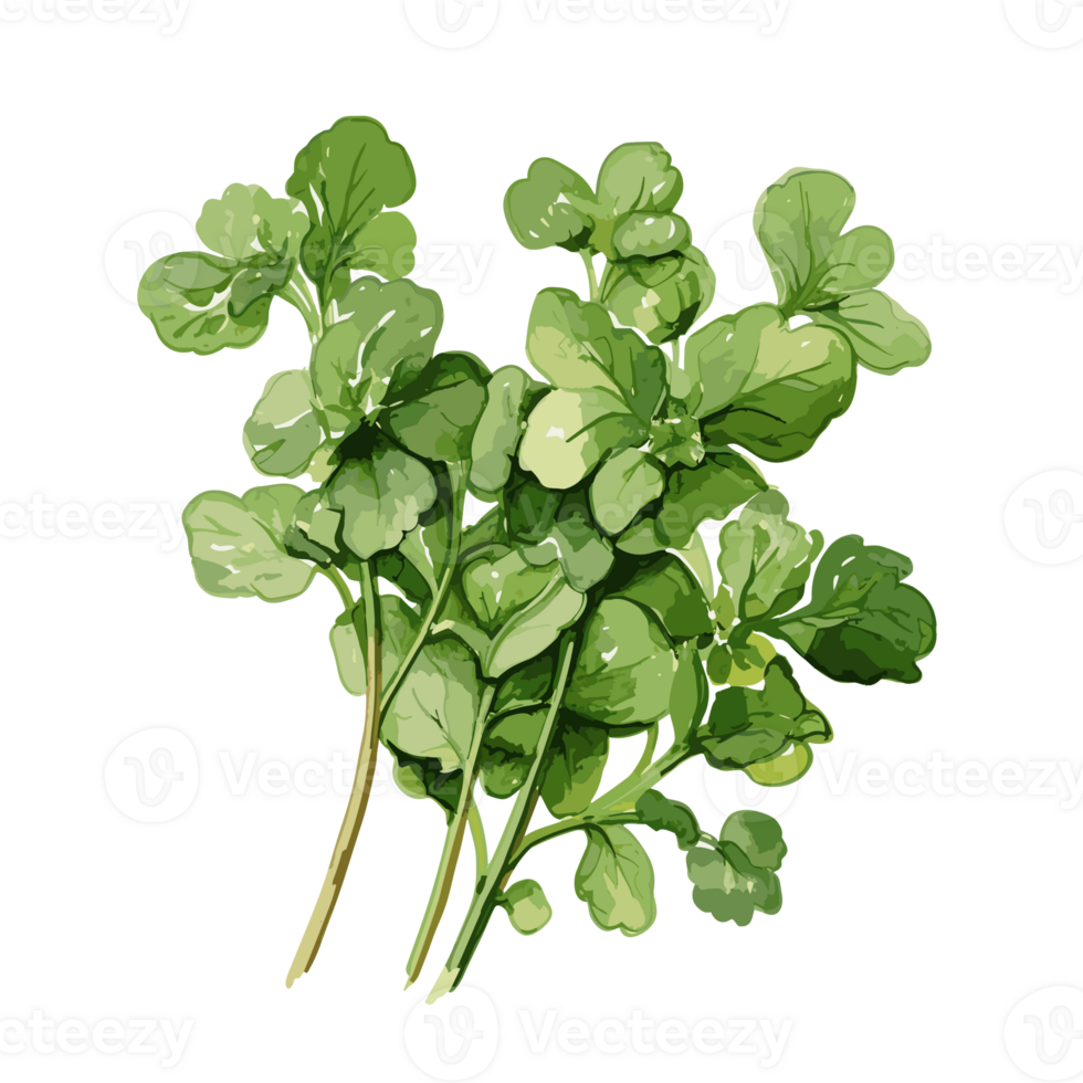 Watercress watercolor illustration, Vegetable isolated on transparent background, AI Generative png