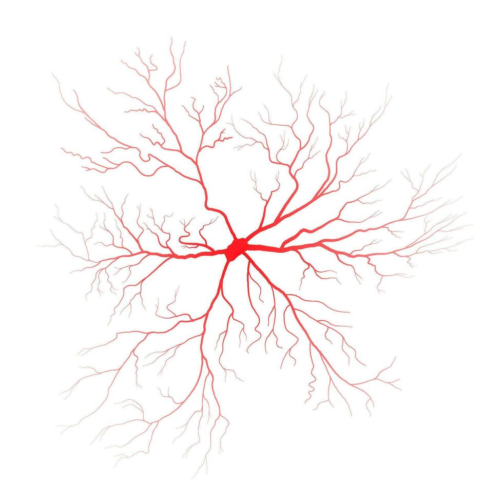 Human eye blood veins vessels silhouettes vector illustration isolated on white background.