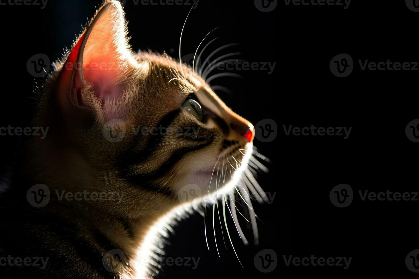 a close up of a cat in the dark generative AI photo