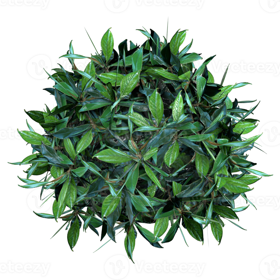 Small round hedge 3d rendering png