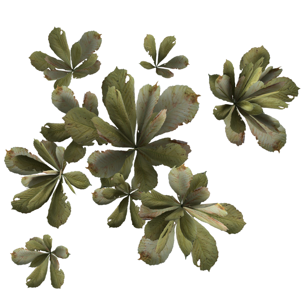 Tiny weed 3d rendering png