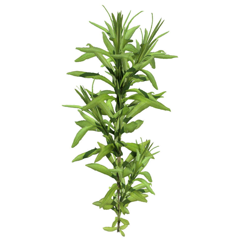 Tiny weed 3d rendering png