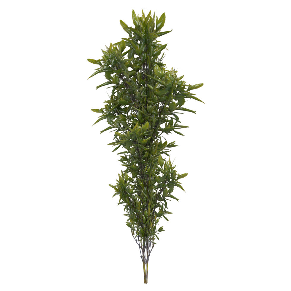 3d Rendering Of Tiny Weed png