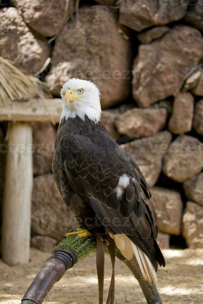 A portrait of a bird of prey American eagle on a neutral beige background photo