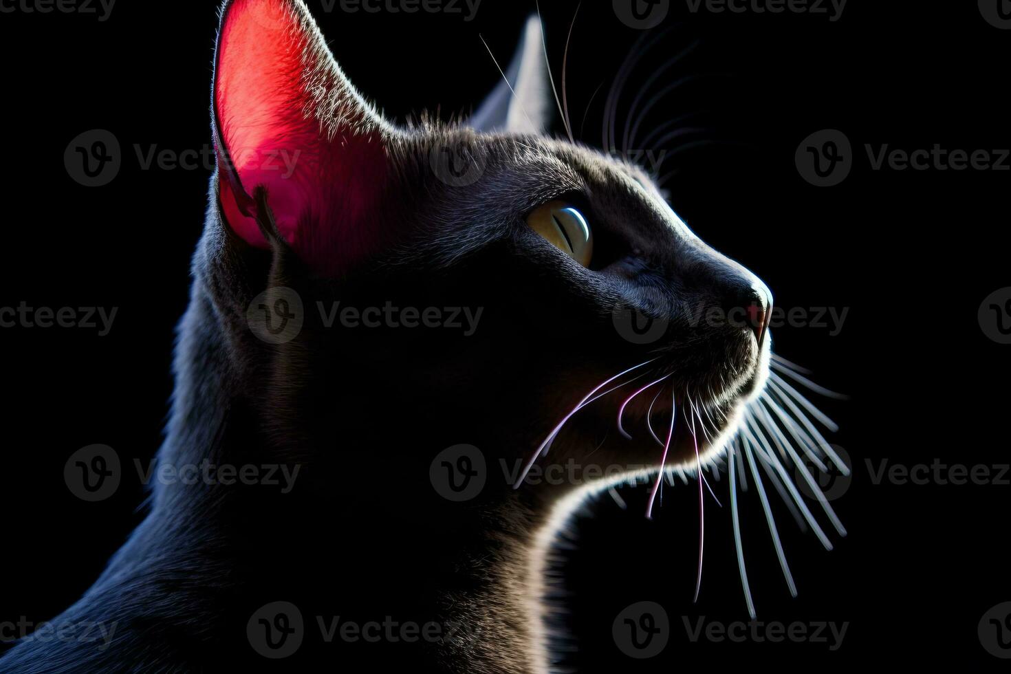 a black cat with bright red ears on a black background generative AI photo
