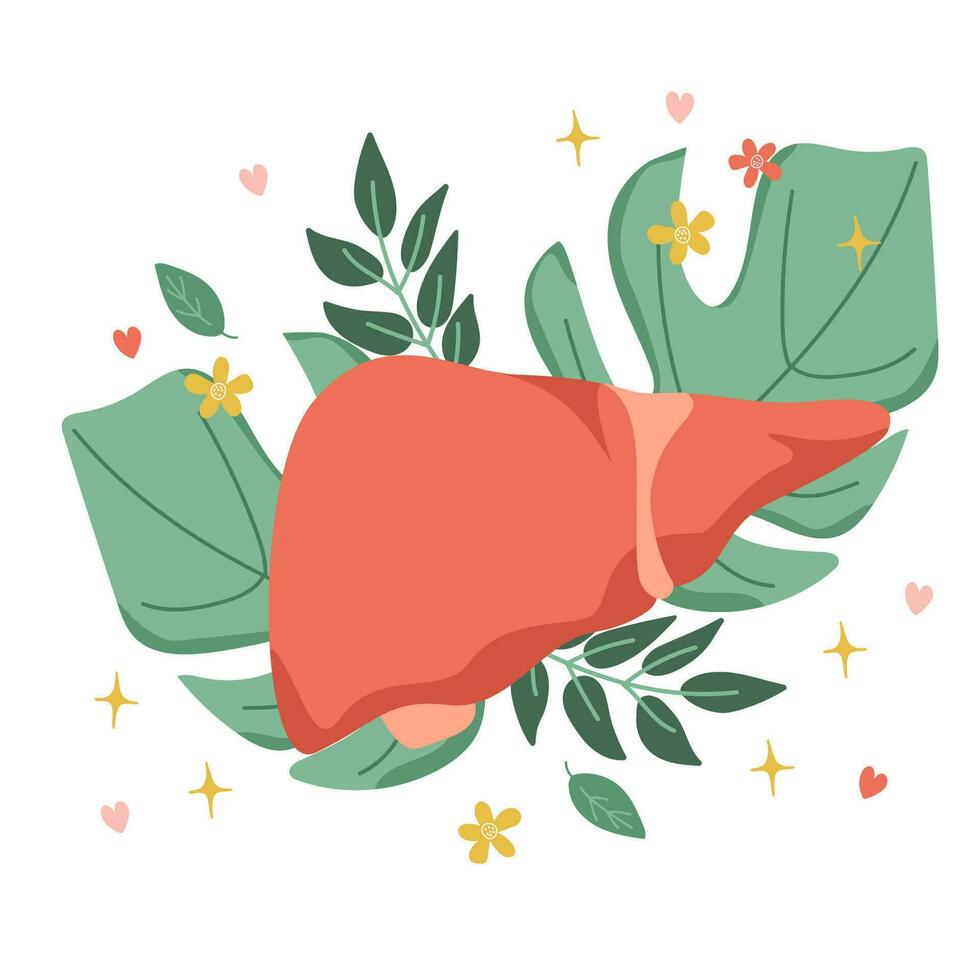 Liver organ. Composition of the liver on the background of leaves. Vector illustration