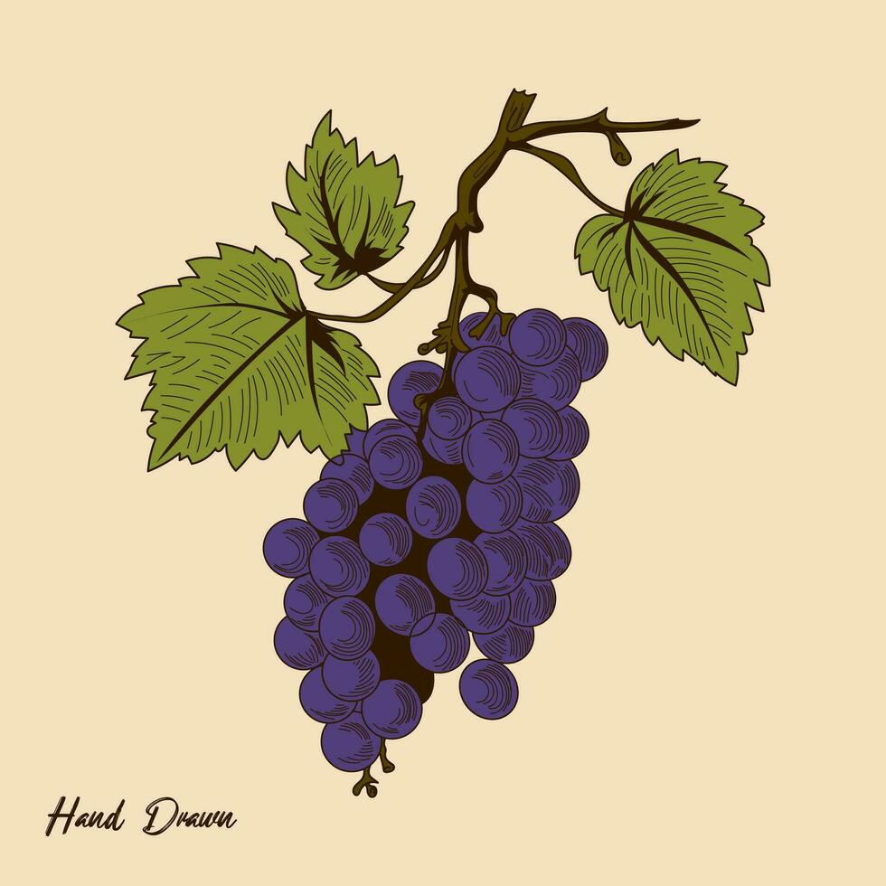 Vintage Grapes vector Stock Illustration, hand drawn  Vintage Grapes Fruit