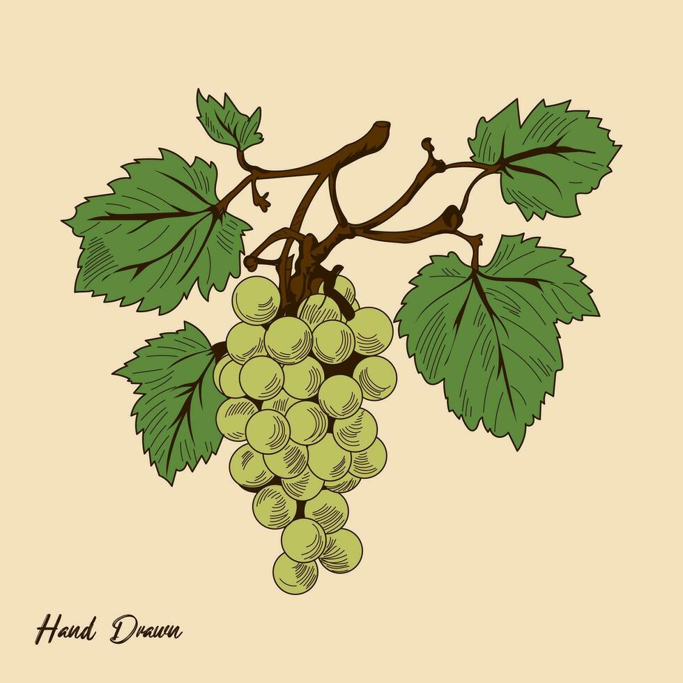 Clásico uvas vector valores ilustración, mano dibujado Clásico verde uvas Fruta