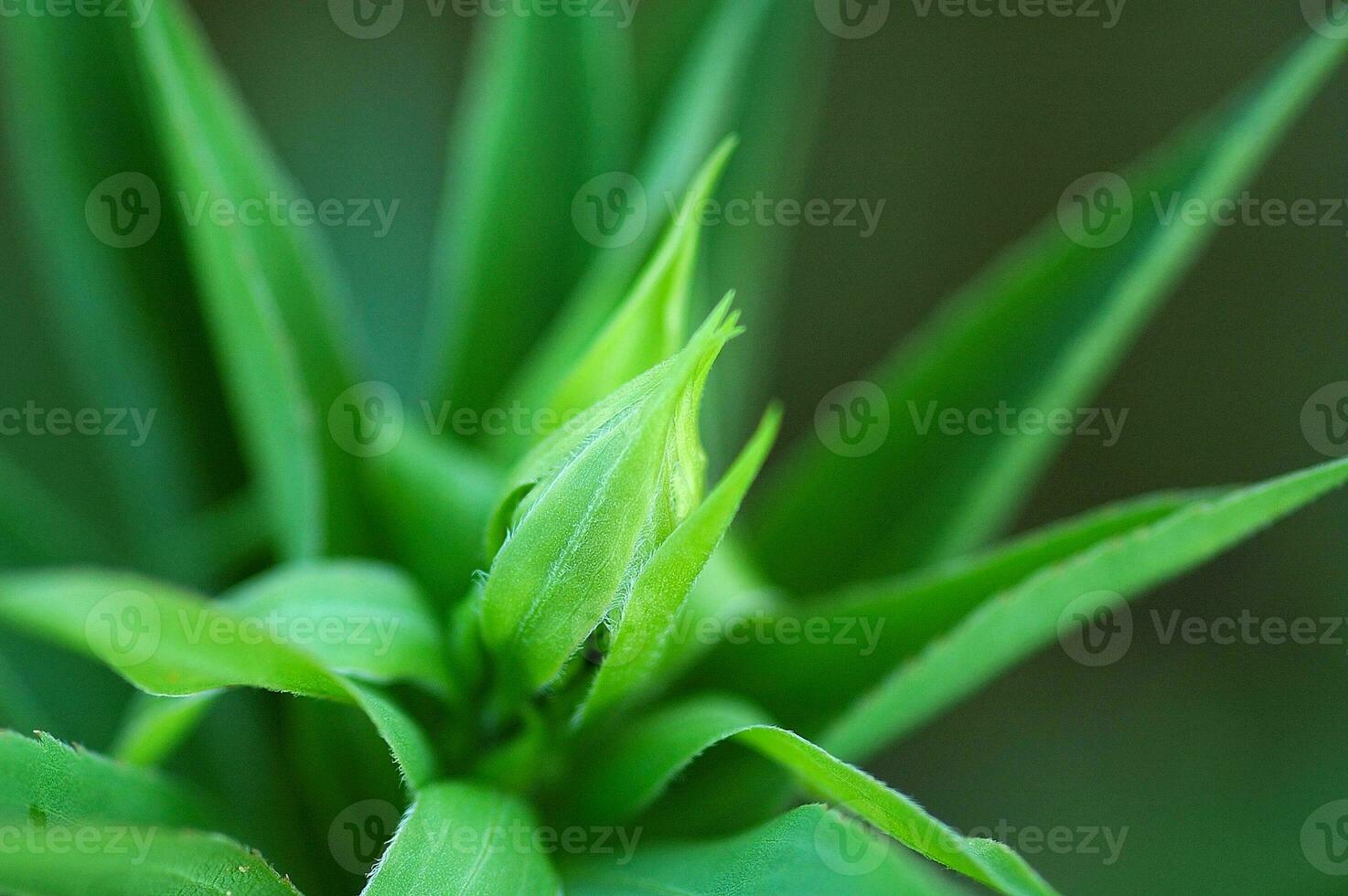 green plant in close-up creating a beautiful spring background photo