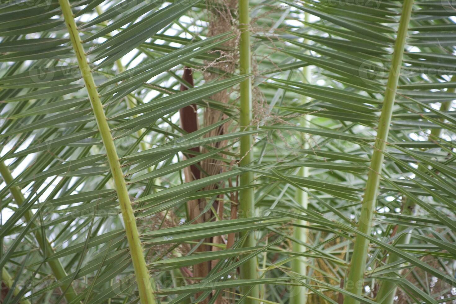 green palm leaf forming an interesting original natural background photo