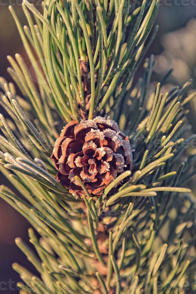 escarchado verde estrella ramita de un Navidad árbol en el invierno Dom foto