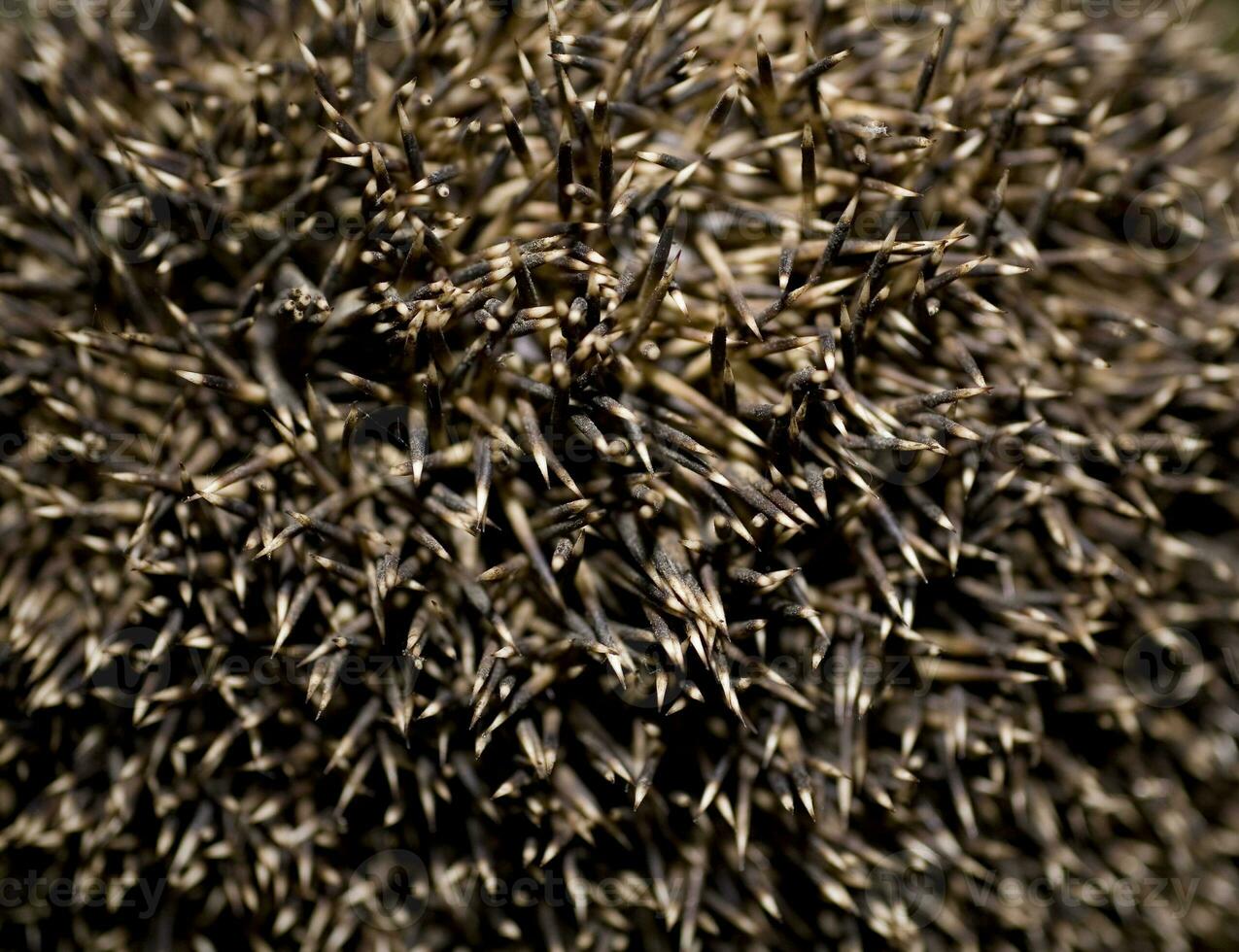 natural brown sharp spines of a hedgehog in close-up forming a background photo