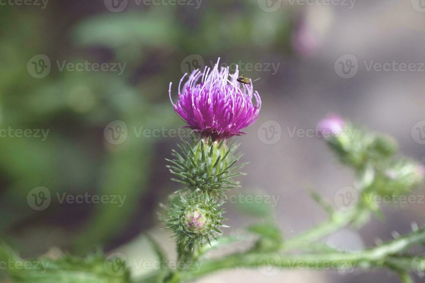 púrpura verano cardo flor en un verde prado antecedentes en un calentar día con primeros planos foto