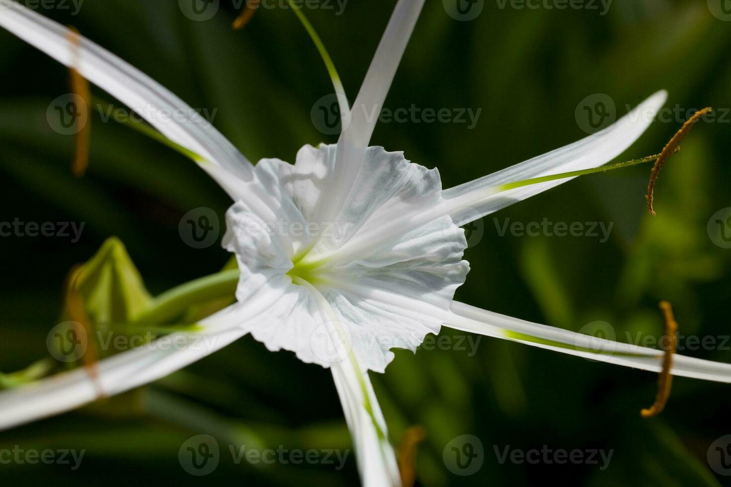 white original flower against a background of green leaves photo